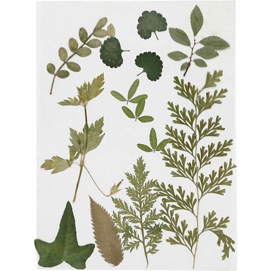 Gedroogde Bladeren Groen - Geperste Natuurlijke Bladeren - DIY Creatieve Bladeren Set - Groene Gedroogde Bladeren Voor Kaarten, Tafeldecoraties & Kunst - Set van 1 Stuk